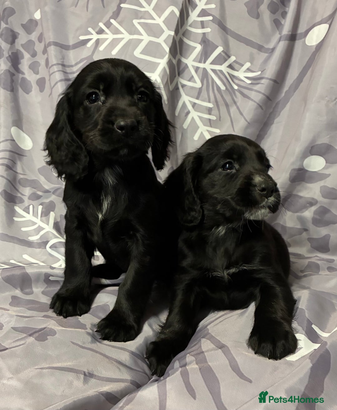 Cocker Spaniel dogs for sale: Beautiful puppy’s  - Image 14