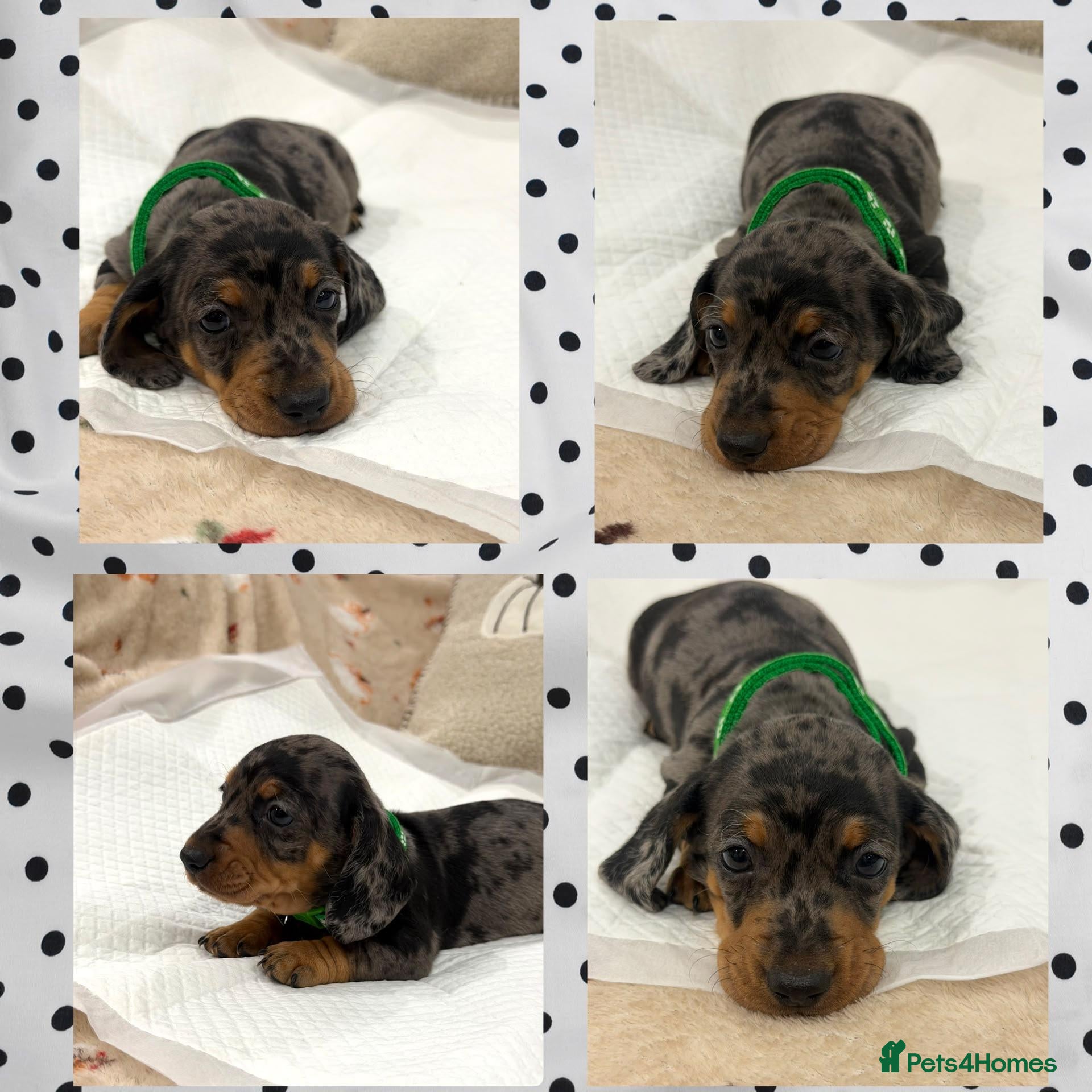 Miniature Dachshund dogs Adorable Miniature Dachshund Puppies - Advert 1