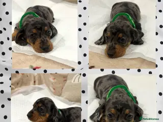 Miniature Dachshund dogs Adorable Miniature Dachshund Puppies - Advert 1