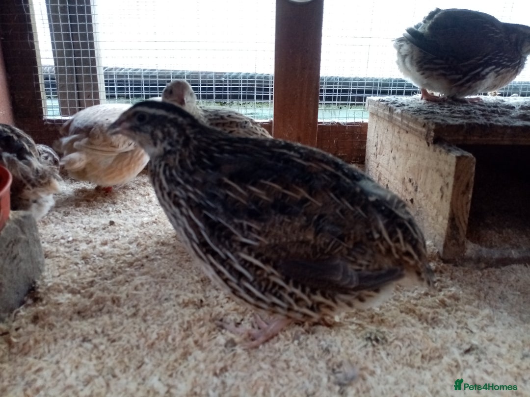 Quail poultry for sale: Jumbo Cortornix Quail - Italian, Pharoah and white - Advert 3