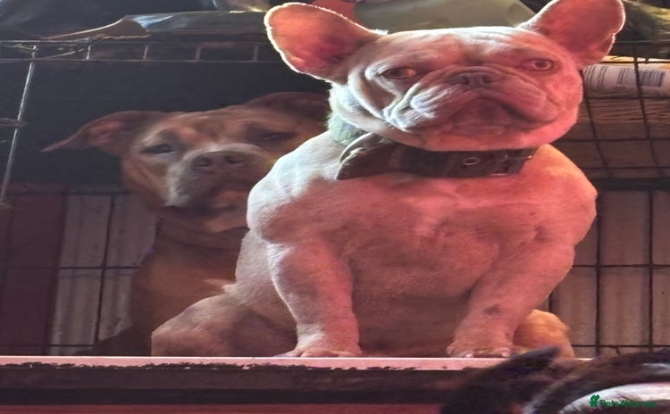 French Bulldog dogs - Advert 1