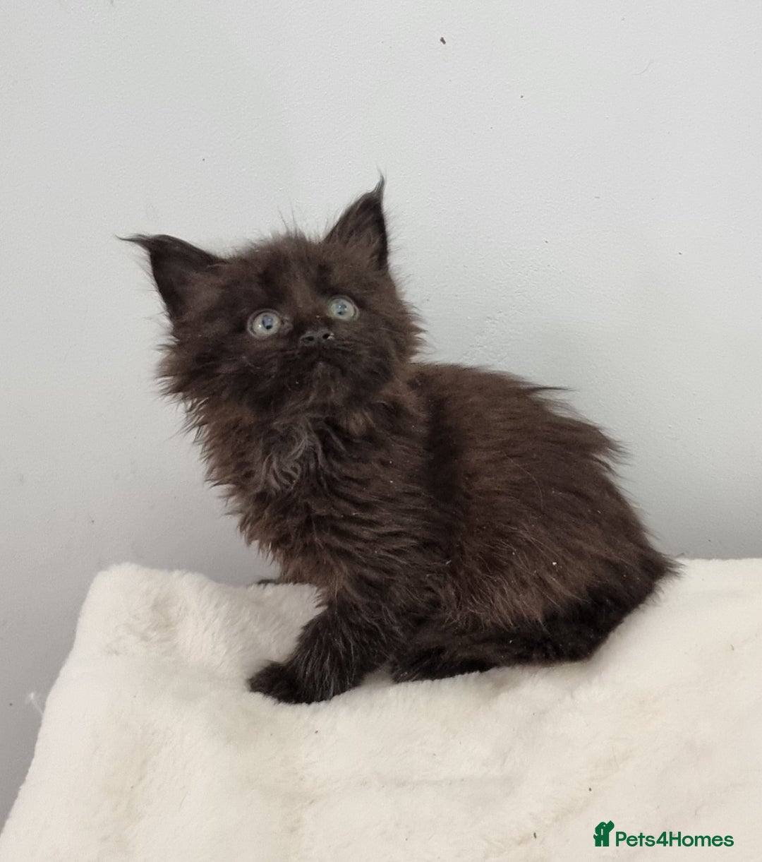 Maine Coon cats for sale: Pedigree Maine Coon Kittens for sale  - Advert 21