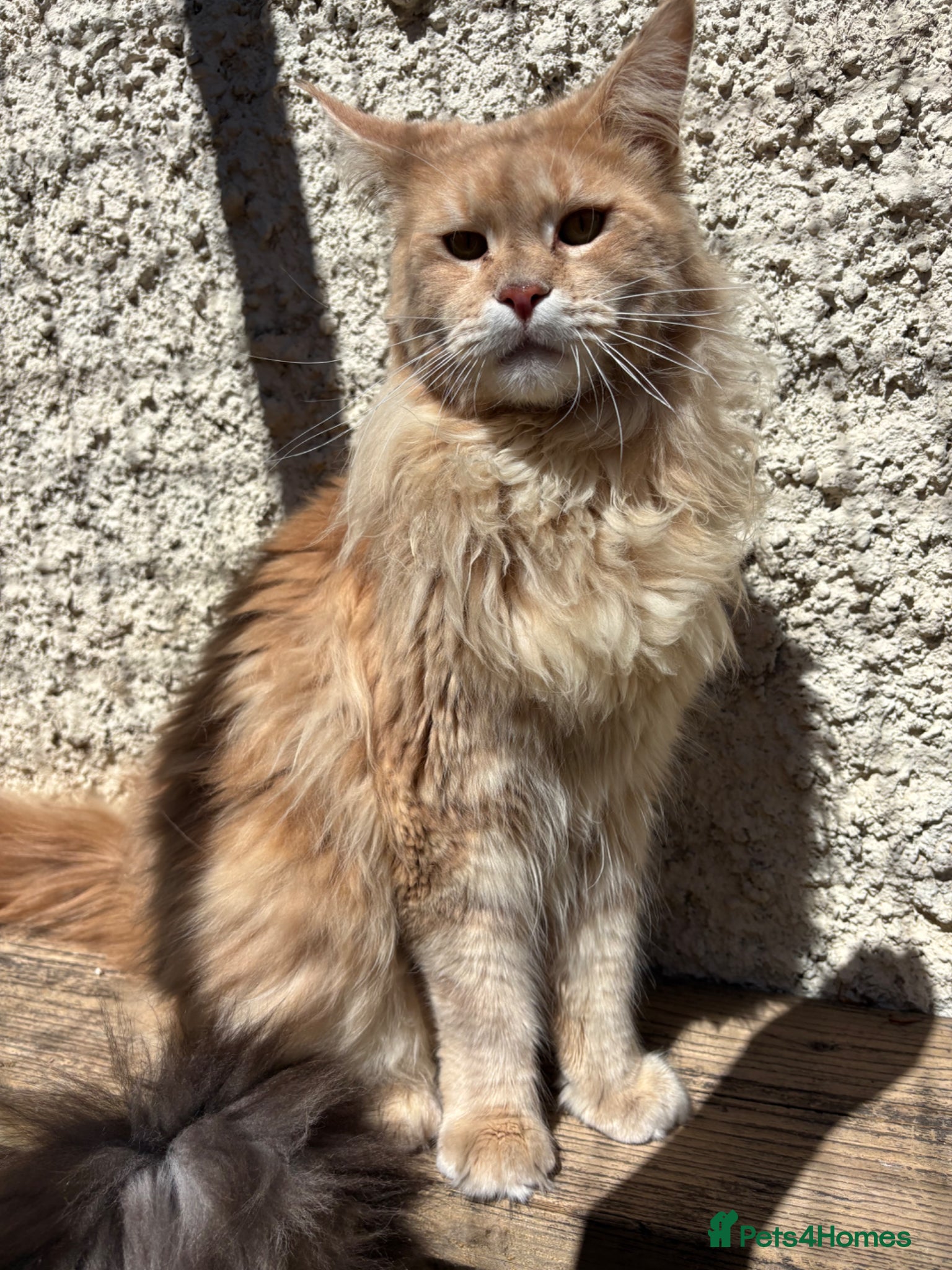 Maine Coon cats Stunning cream boy available  - Advert 2
