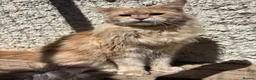 Maine Coon cats for sale: Stunning cream boy available  - Advert 1
