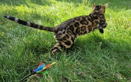 Bengal cats for stud: Bengal cat for stud, Fabio. in Peterborough - Image 18