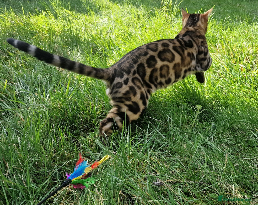 Bengal cats for stud: Bengal cat for stud, Fabio. in Peterborough - Image 18