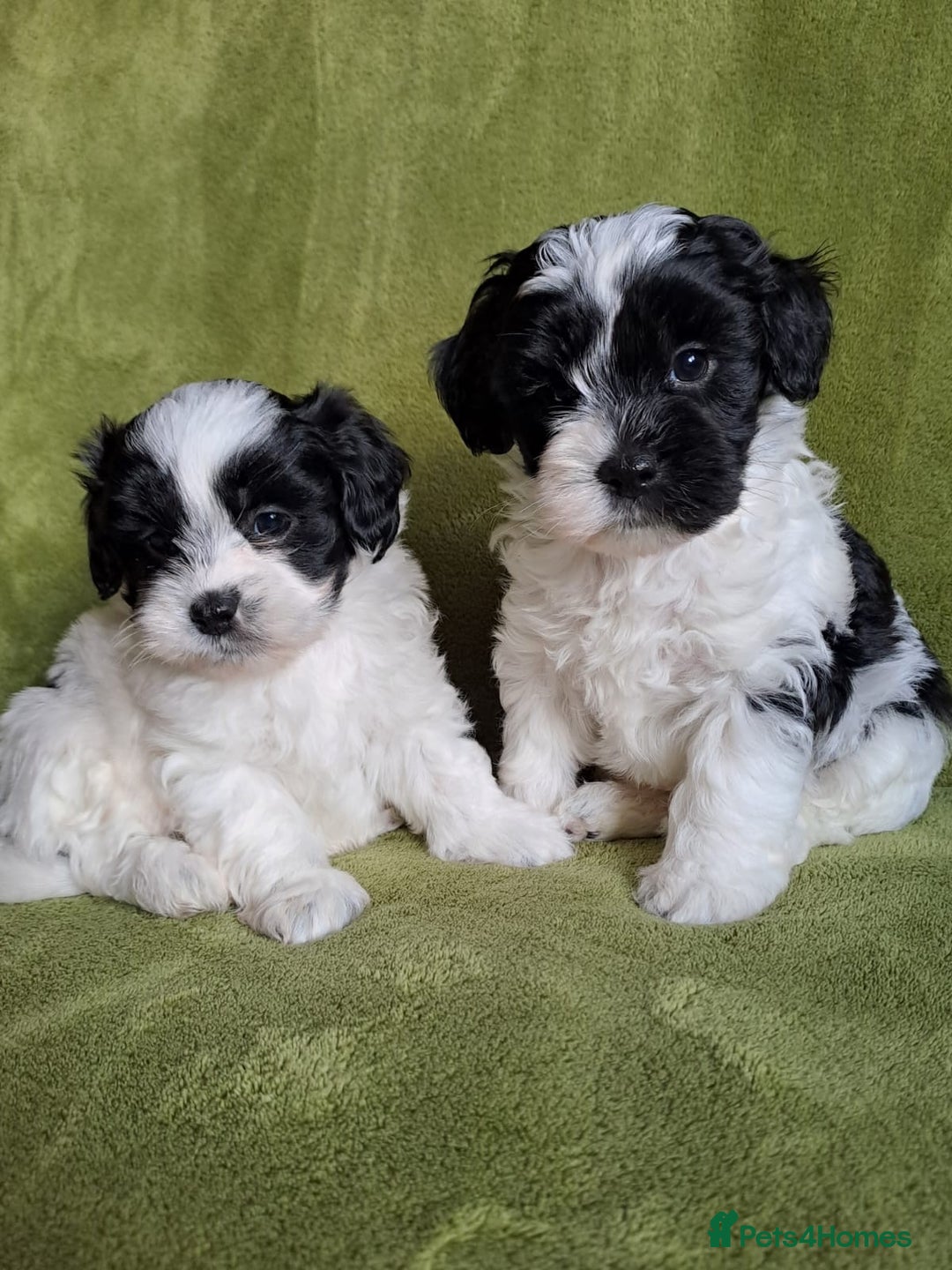 Lhasapoo dogs for sale: Lhasa Apso x Toy Poodle pups. Ready 11.09.25 - Image 20