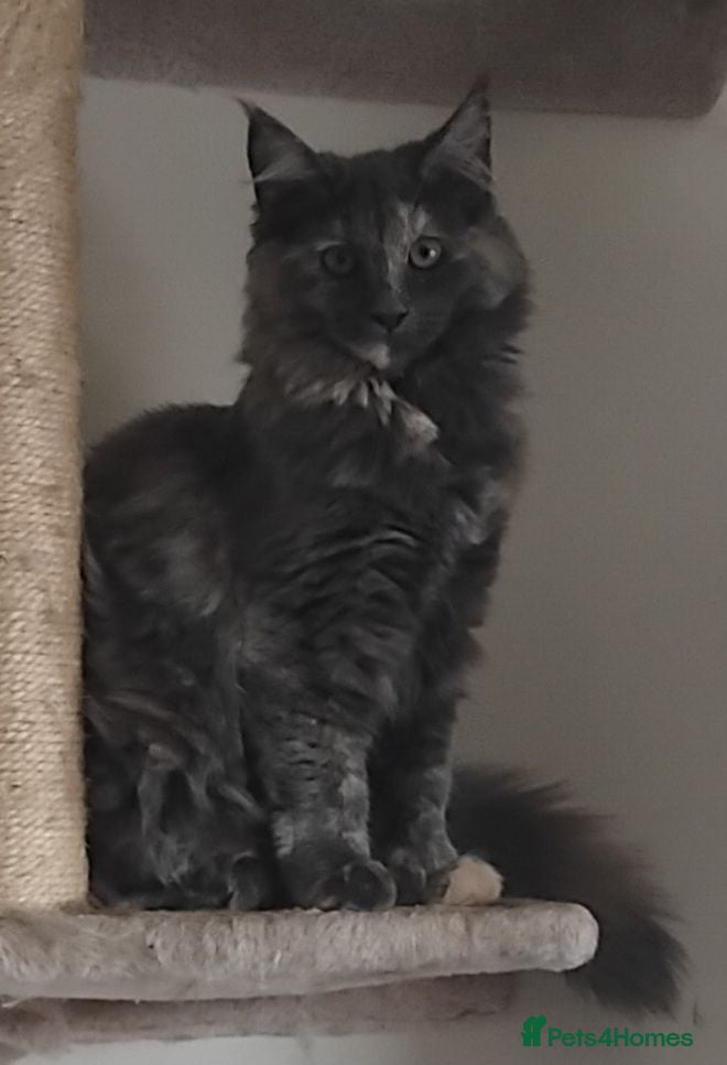 Maine Coon cats Rare blue/cream smoke maine coon kittens - Advert 1