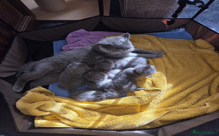 British Shorthair cats - Advert 15
