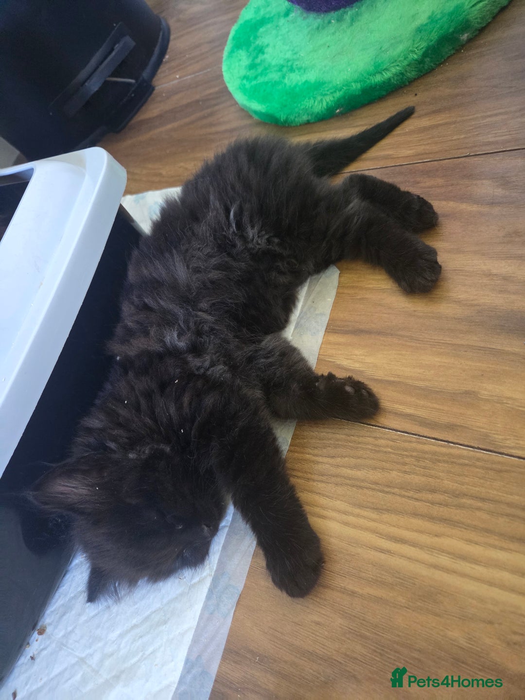 Ragdoll cats for sale: Ragdoll cross - Image 7