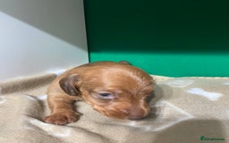 Dachshund dogs for sale: 3 beautiful/stunning dachshund puppies   - Advert 20