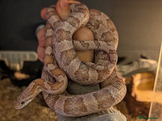 Corn Snake reptiles Beautiful lavender corn snake - Advert 1
