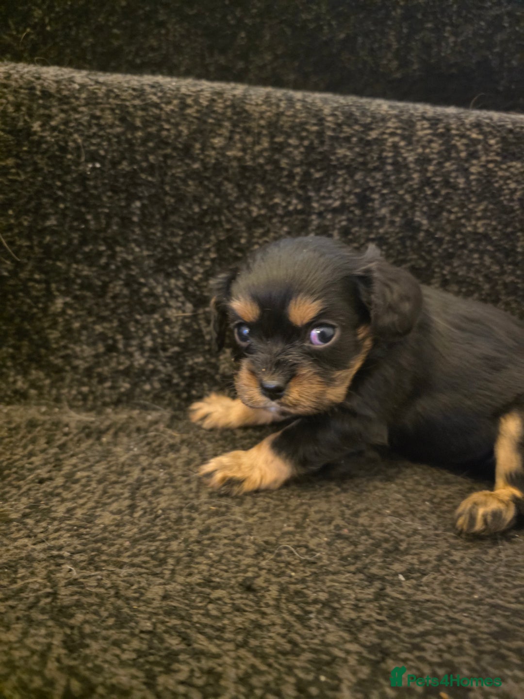 Cavalier King Charles Spaniel dogs for sale: Cavalier King Charles puppies  - Advert 3