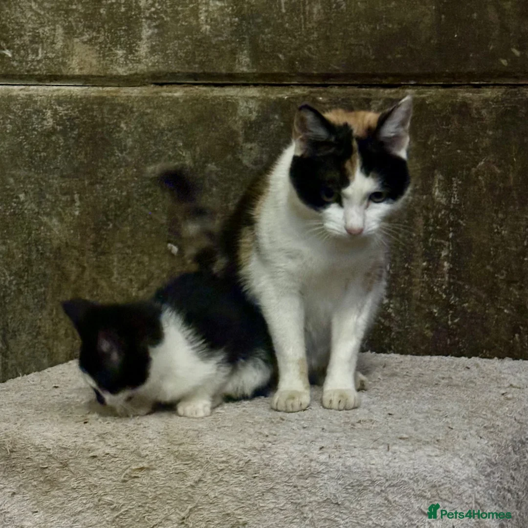 Mixed Breed cats for sale: Kittens - Advert 2