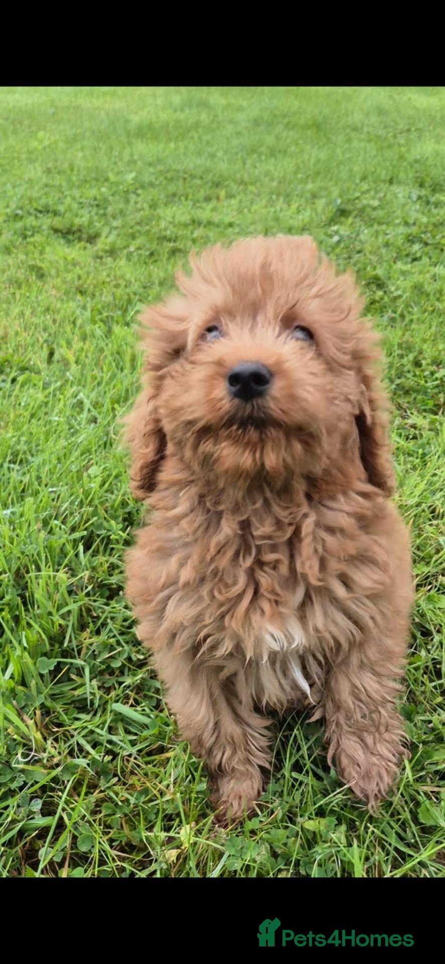 Labradoodle dogs Labradoodle pups F1B - Advert 1