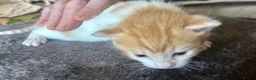 Mixed Breed cats for sale: Star has had a lovely litter of 5! - Advert 2