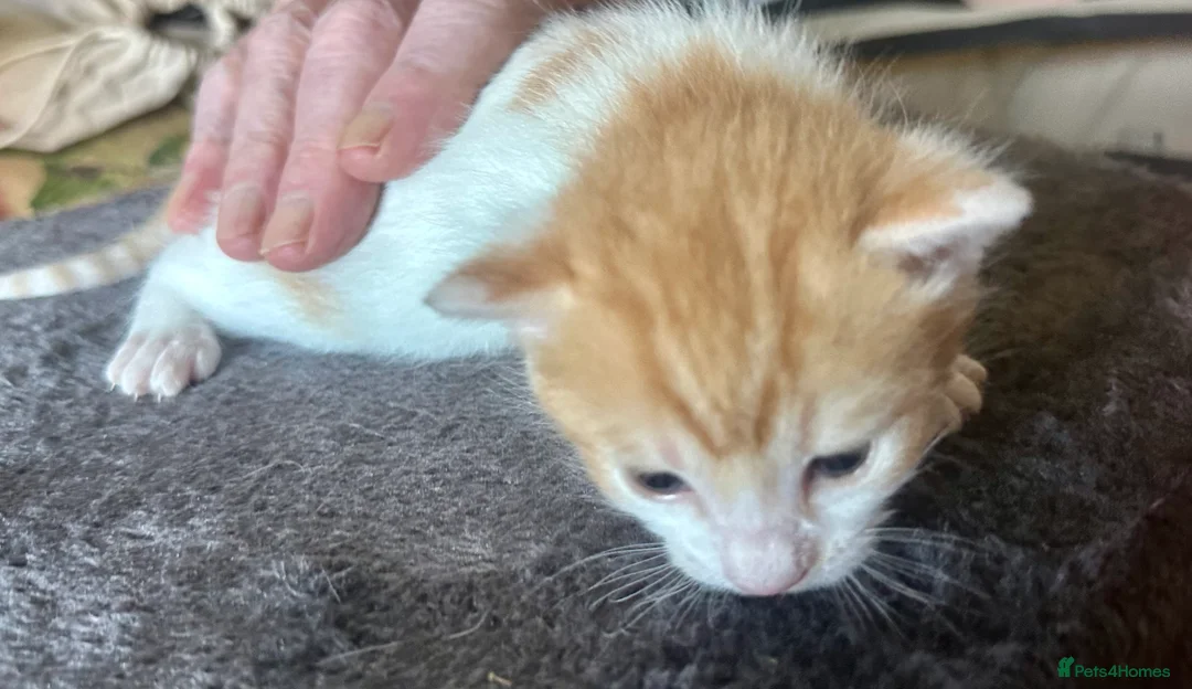 Mixed Breed cats for sale: Star has had a lovely litter of 5! - Advert 2