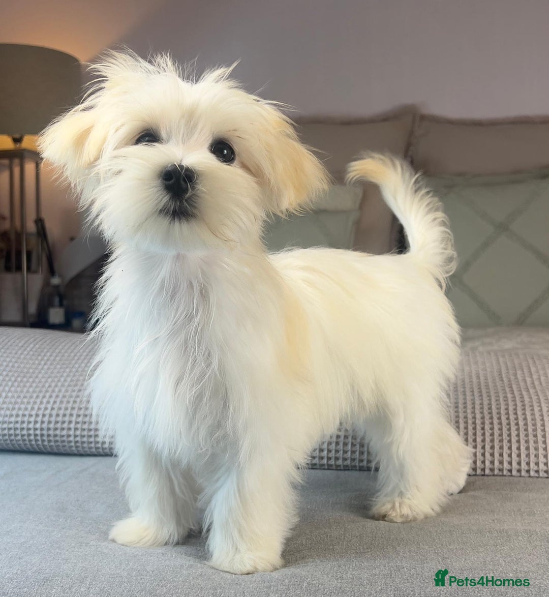 Maltese dogs for sale: Perfect, sweet, petite and handsome young man  - Image 14