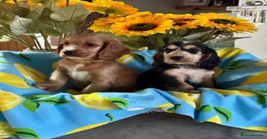 Cocker Spaniel dogs in Market Drayton - Advert 7