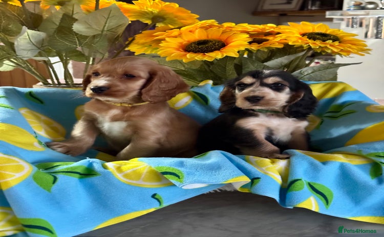 Cocker Spaniel dogs in Market Drayton - Advert 4