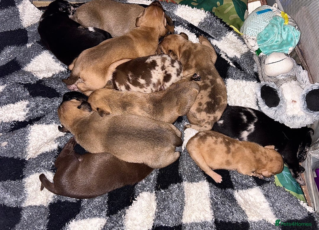 Mixed Breed dogs for sale: Mix breed Staff  - Advert 3