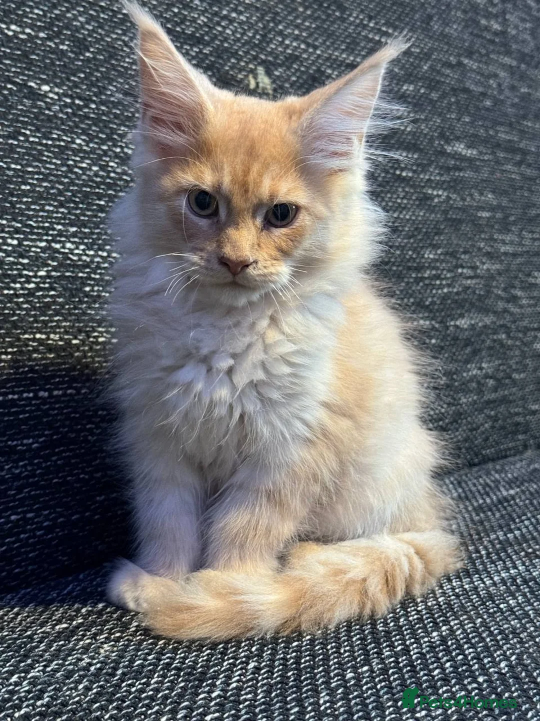 Maine Coon cats for sale: TICA registered purebred Maine Coon kittens - Advert 6