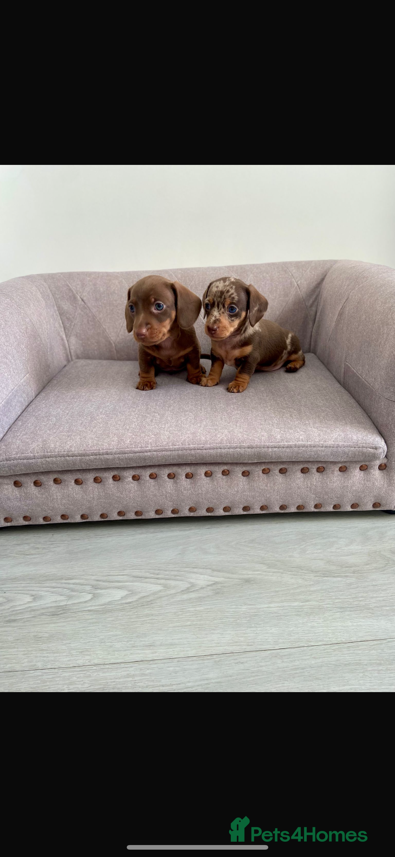 Miniature Dachshund dogs Kc fully health tested parents daxi boys - Advert 1
