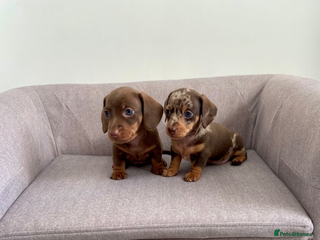 Miniature Dachshund dogs Kc fully health tested parents daxi boys - Advert 1