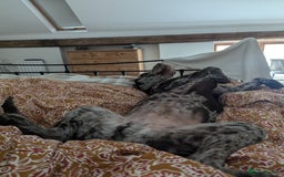 Labradoodle dogs for sale: Meet Elton – Our Beautiful Labradoodle  - Image 17