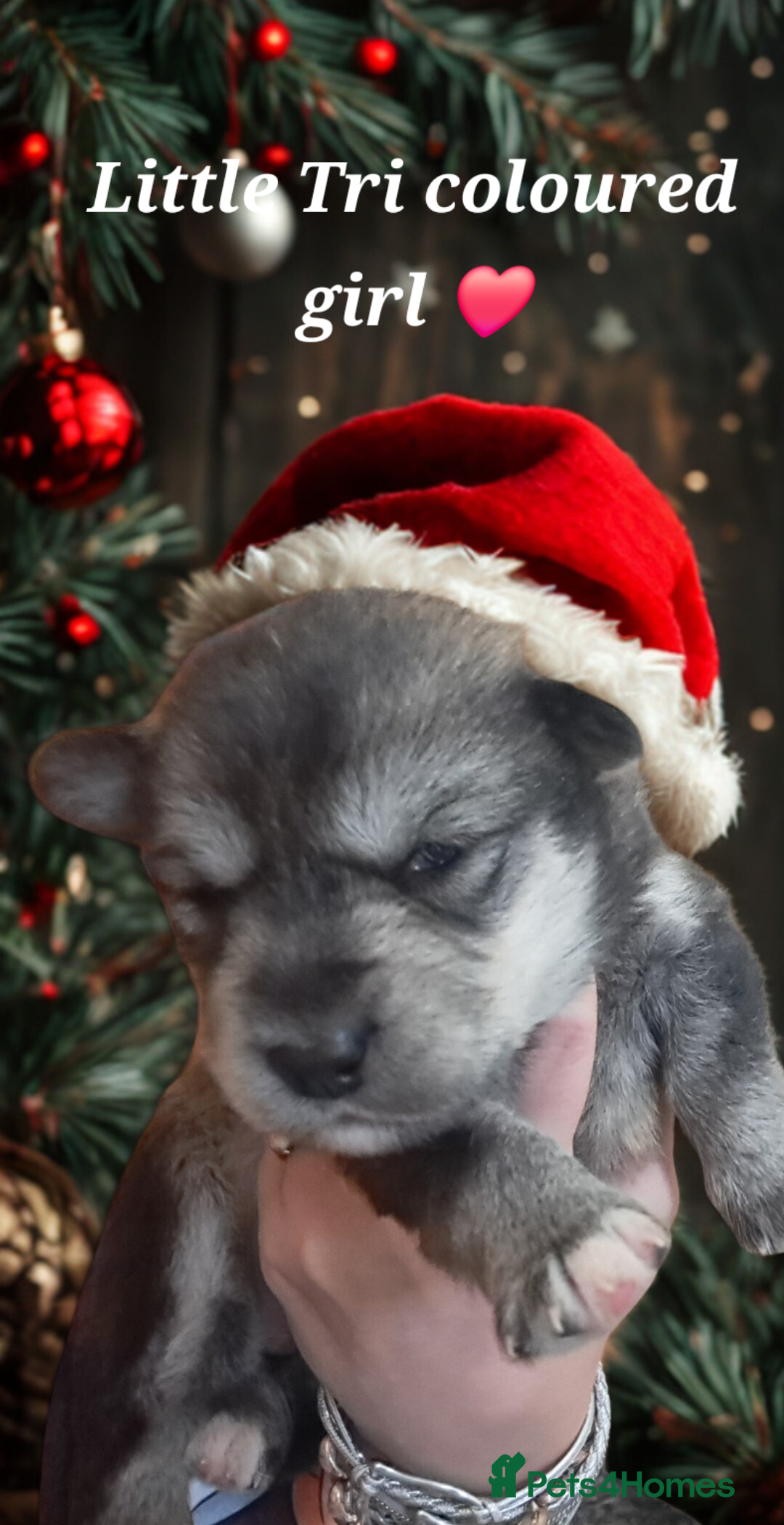 Mixed Breed dogs for sale: Malamute / Labrador pups  - Advert 2