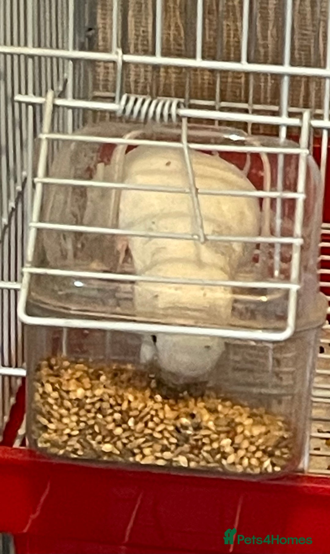 Budgerigars birds for sale: Young Female Budgie & Cage - Image 6