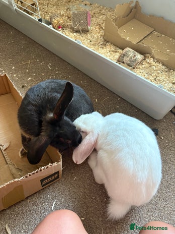 Polish rabbits - Advert 2