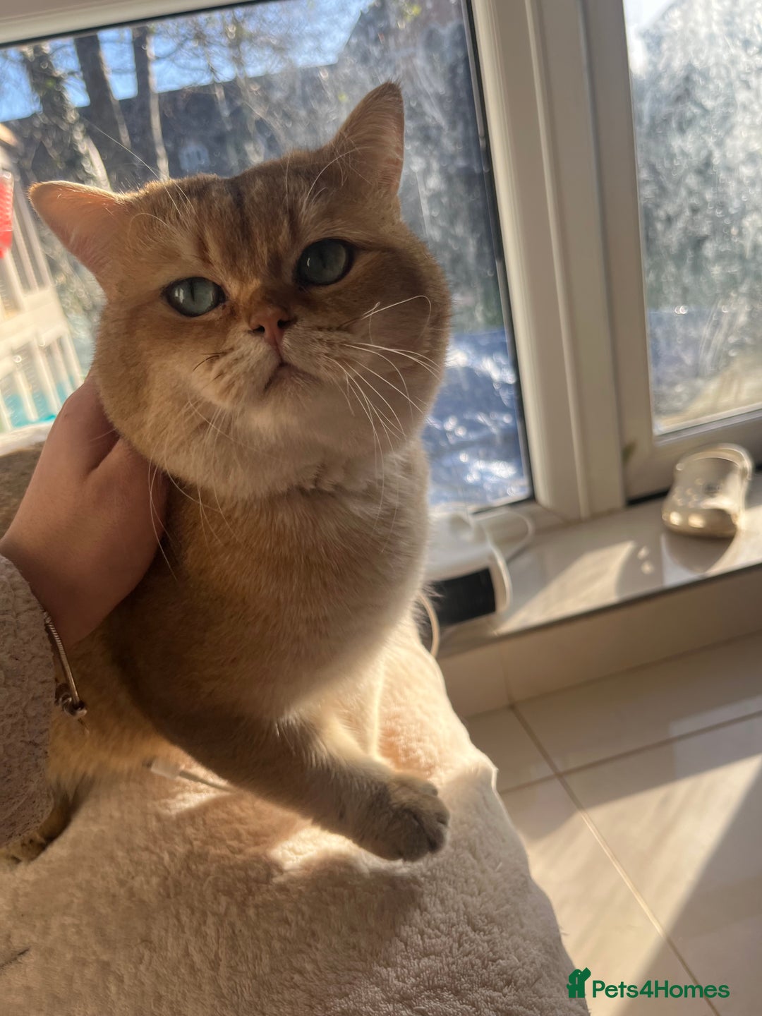 British Shorthair cats for stud: PLEASE READ! Golden BSH with Championship lines in London - Advert 5
