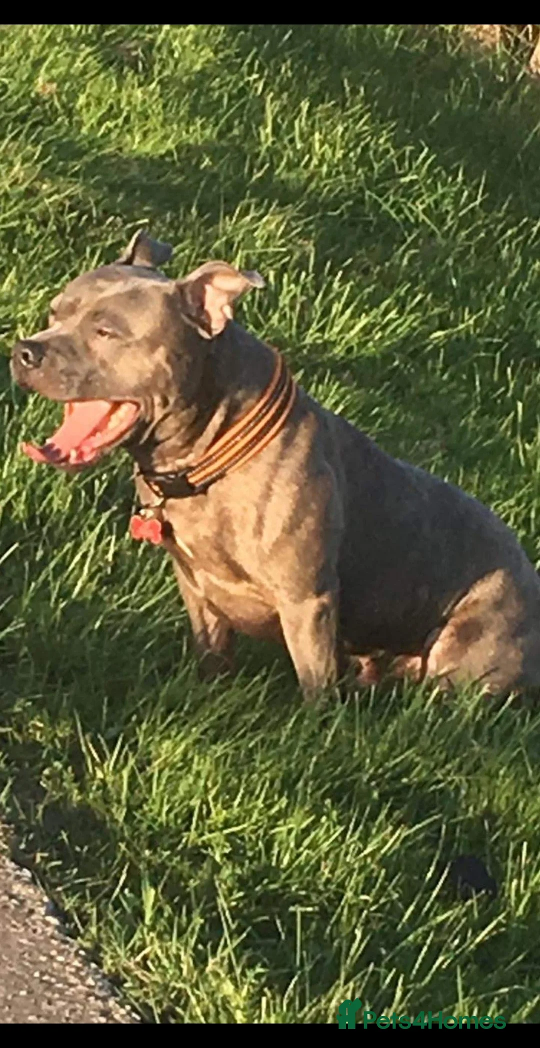 Staffordshire Bull Terrier dogs for sale: 8 year old Blue Staffy - Advert 2