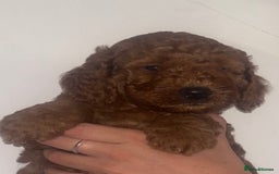 Labradoodle dogs for sale: 🐾AVAILABLE TO VIEW! - Fox Red Labradoodle Pups 🐾 - Image 24