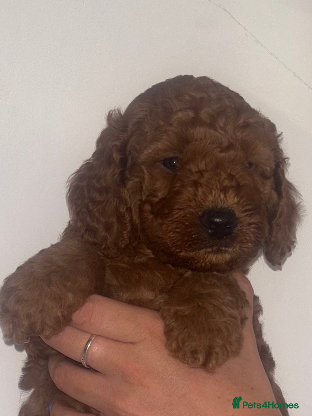 Labradoodle dogs for sale: 🐾AVAILABLE TO VIEW! - Fox Red Labradoodle Pups 🐾 - Image 24