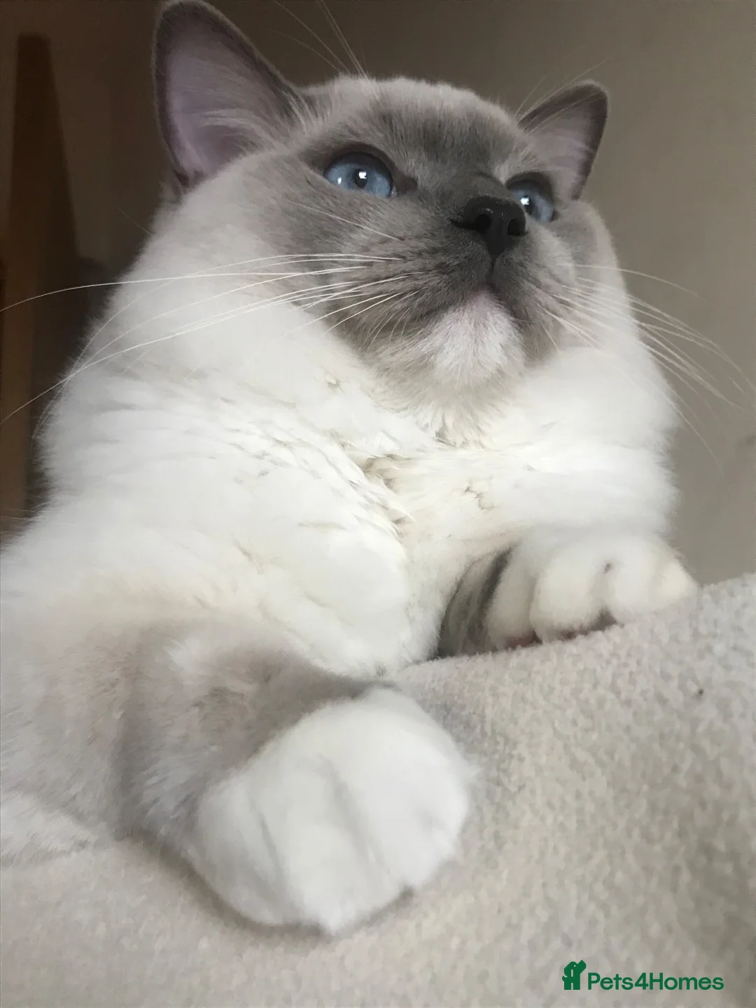 Ragdoll cats for stud: GCCF-TICA Championshipline our amazing stud - Advert 2