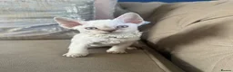 Devon Rex cats for sale: Beautiful GCCF Registered Devon Rex Kittens 🩷 in Leicester - Advert 8
