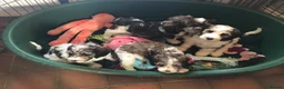 Mixed Breed dogs for sale: Rare Parti Colour CockalierPoos 5* breeder of 25yr - Advert 10