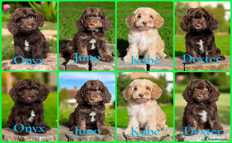 Cockapoo dogs - Advert 14