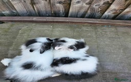 Lionhead rabbits for sale: Mini Lionhead rabbits for sale (male and female) - Image 9