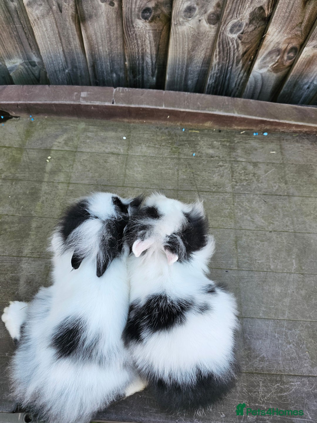 Lionhead rabbits for sale: Mini Lionhead rabbits for sale (male and female) - Image 9