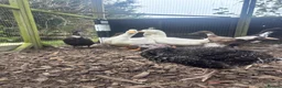 Turkeys poultry for sale: Bronze turkey hen in Heathfield - Advert 1