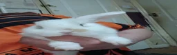 Mixed Breed rabbits for sale: Albino cross lion head babies  in Sunderland - Advert 2