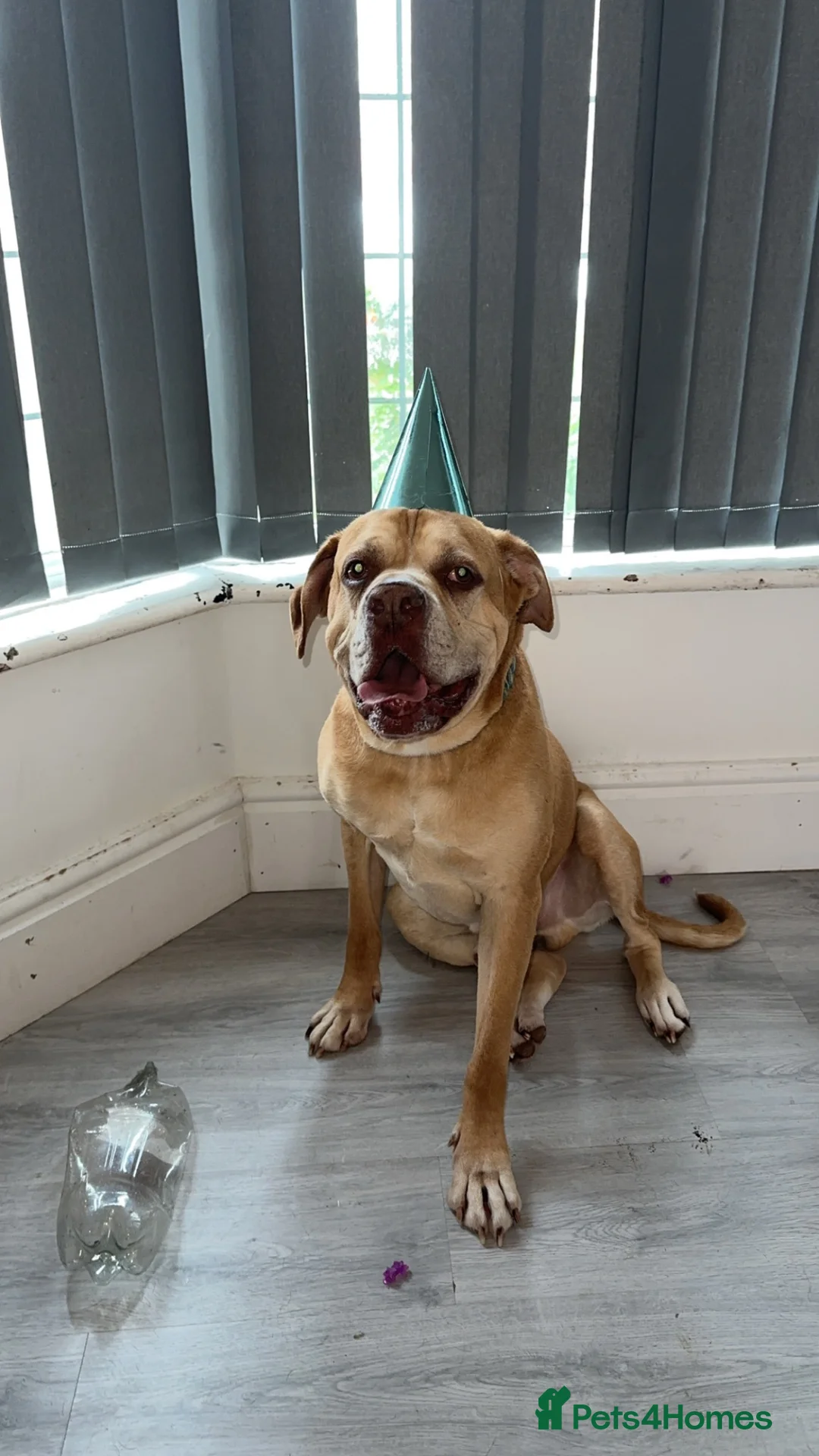 Mixed Breed dogs for sale: Moose is sadly looking for a new home in Fleetwood - Advert 2