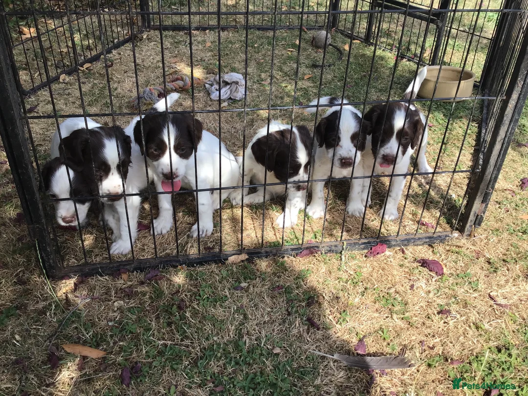 English Springer Spaniel dogs for sale: Springer Puppies for Sale - Advert 2