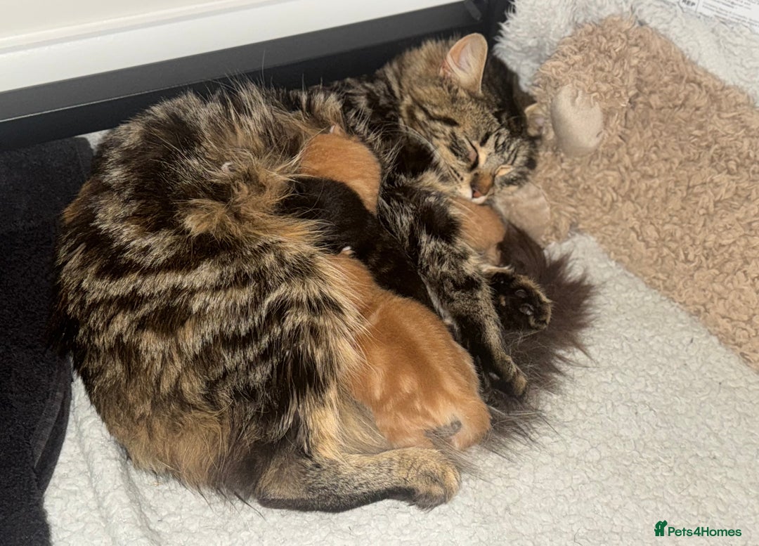 Mixed Breed cats for sale: 3 Gorgeous kittens For Sale - Image 7