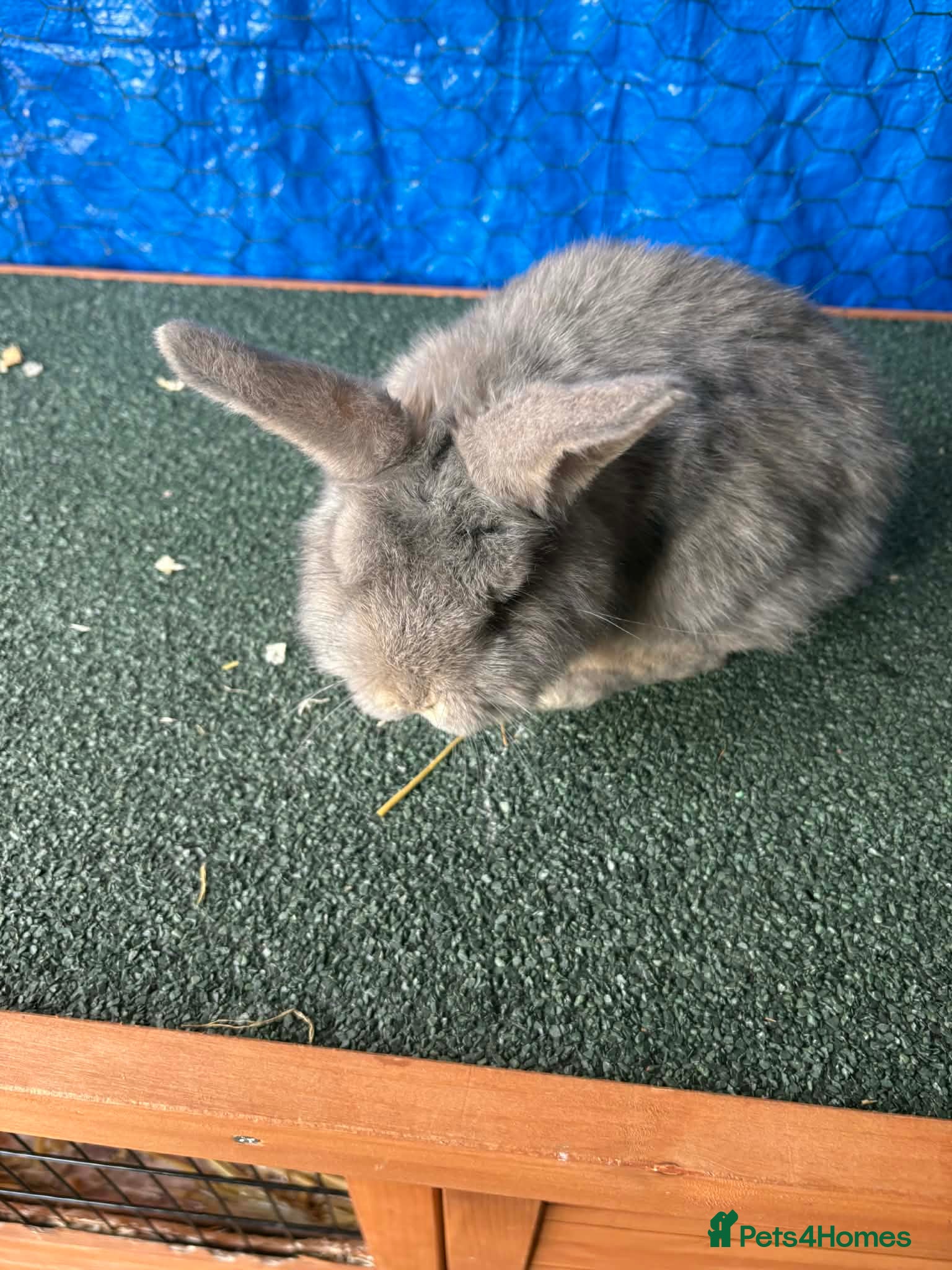 Mini Lop rabbits Pure breed mini lop  - Advert 17