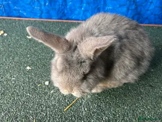 Mini Lop rabbits Pure breed mini lop - Advert 17