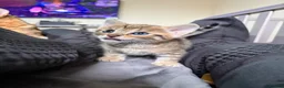 Bengal cats for sale: Bengal Mix kittens 🐱  in Hinckley - Advert 1